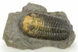 Multi-Toned Morocops Trilobite - Visible Eye Facets #310251-1